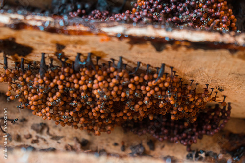 Detail of stingless beekeeping trigona producing one of the finest honey and pollen in a propolis bag  selective focus  close up image