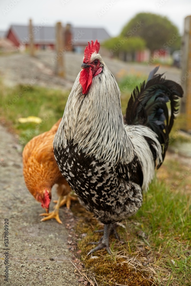 Fototapeta premium Rooster and hen on the ground of farm in the summer on the island of Jurmo, Archipelago National Park, Finland.