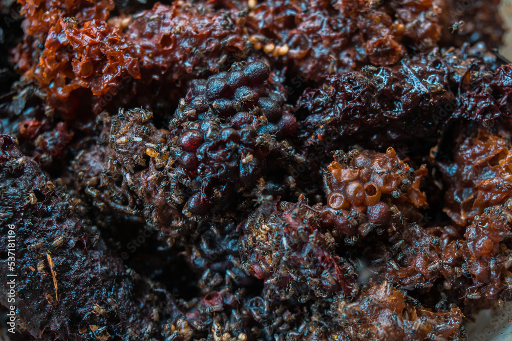 Detail of stingless beekeeping trigona producing one of the finest honey and pollen in a propolis bag, selective focus, close up image Detail of stingless beekeeping trigona producing one of the finest honey and pollen in a propolis bag, selective focus, close up image