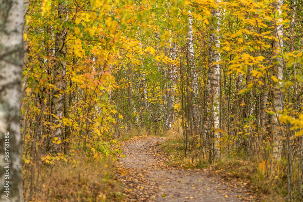 Fototapeta premium autumn in the forest