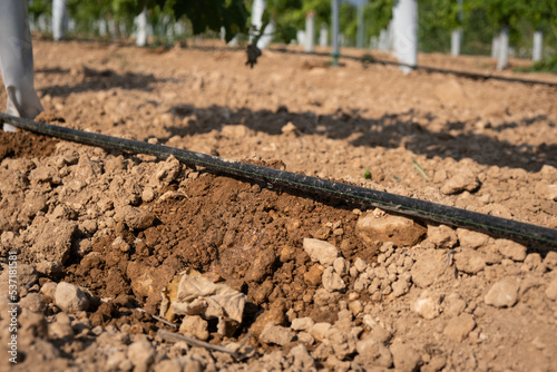 Drip irrigation close-up on a field with young grapes.