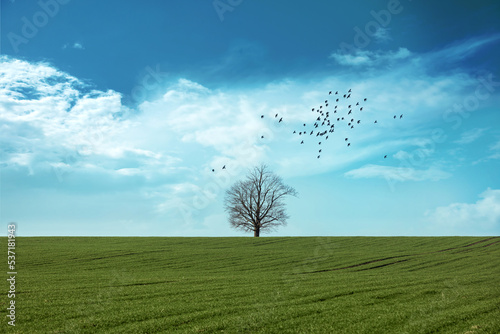 samotne drzewo na środku pola na tle pięknego nieba i lecące ptaki