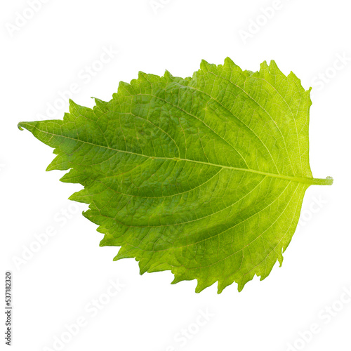 Fresh Green Shiso or Oba leaf isolated on a white background. photo