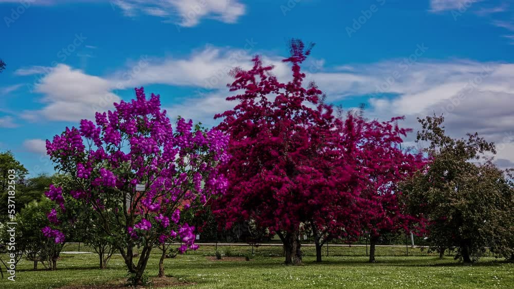 Lilac and purple flowers on trees blooming in a garden in summer, timelapse. Lilac and purple flowers on trees blooming in a garden in summer, timelapse.