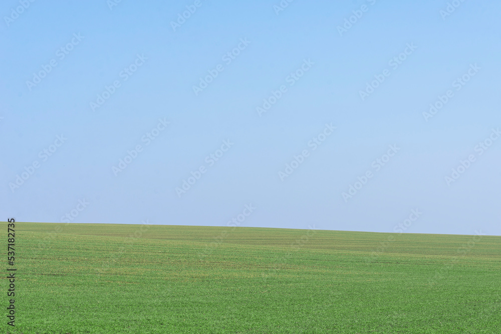 Green field with blue sky as background.