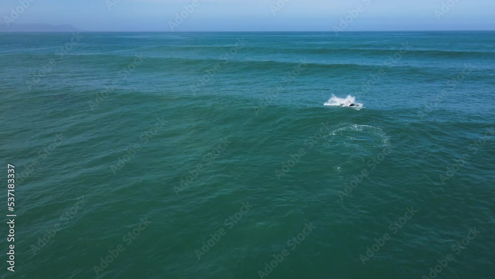 White brindle whale breaches twice in Walker Bay, Hermanus; aerial view White brindle whale breaches twice in Walker Bay, Hermanus; aerial view
