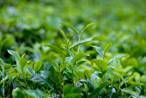 background  nature  leaf  beauty  mountain  tea  green  india  farm  agriculture  plant  tropical  asian  environment  field  beautiful  natural  season  farming  plantation  agricultural  hill  highl