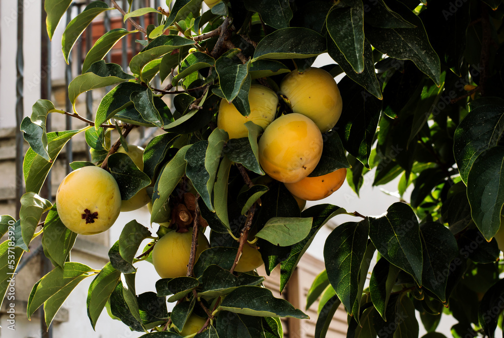 Persimmon ripens on tree branches in the garden Persimmon ripens on tree branches in the garden