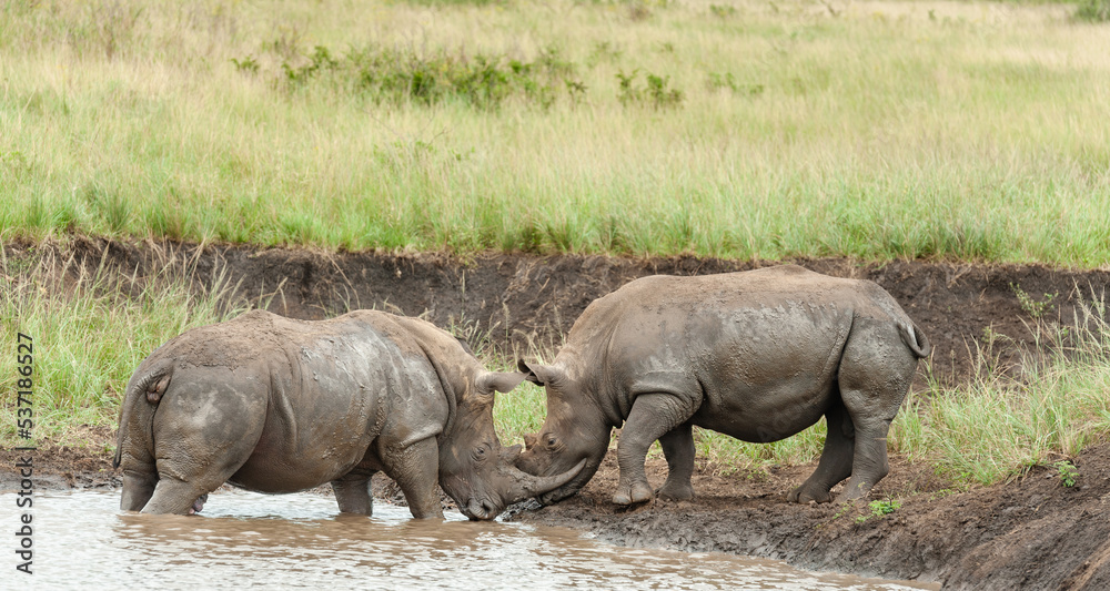 White Rhino mother and calf, baby at a waterhole White Rhino mother and calf, baby at a waterhole