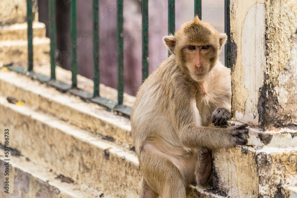 Thailand Lopburi Monkey at lopburi Thaialnd.