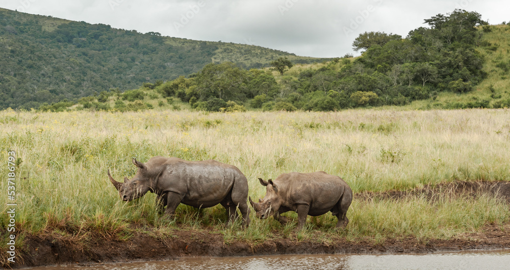 White Rhino being followed by its calf along side a waterhole White Rhino being followed by its calf along side a waterhole
