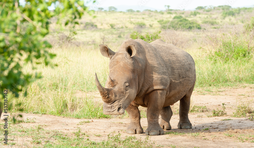 Fototapeta premium Solitary White Rhino 