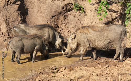 Wallpaper Mural Family of warthog at a waterhole in the mud Torontodigital.ca