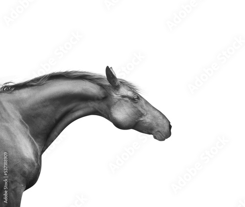 Black horse head with a beautiful neck, isolated