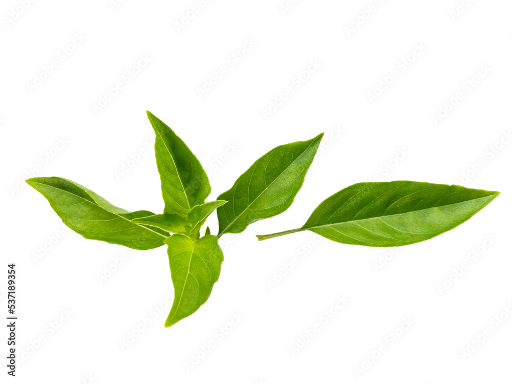 Hairy basil, sweet basil leaves Hairy basil, sweet basil leaves