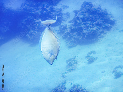 light blue fish is diving down to the bottom of the sea