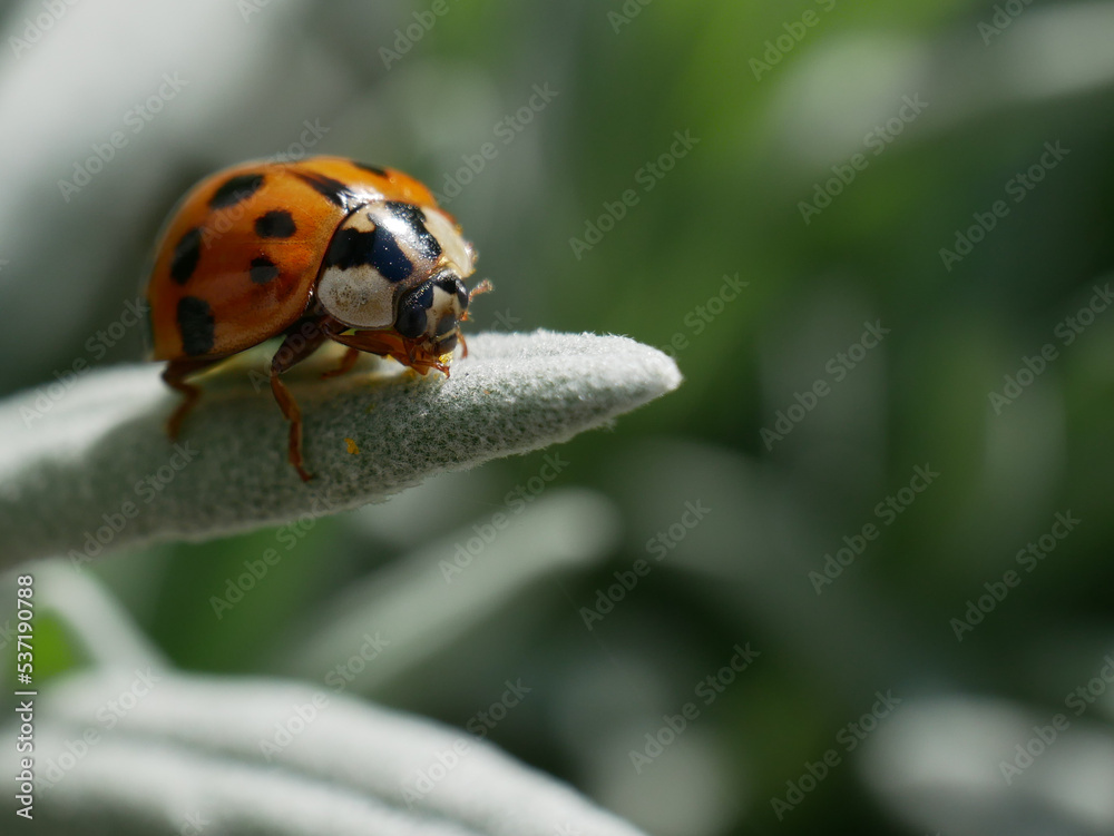 Fototapeta premium Coccinelle sur une feuille