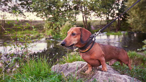 Dog for a walk. Dachshund on a leash stands on a stone near the river