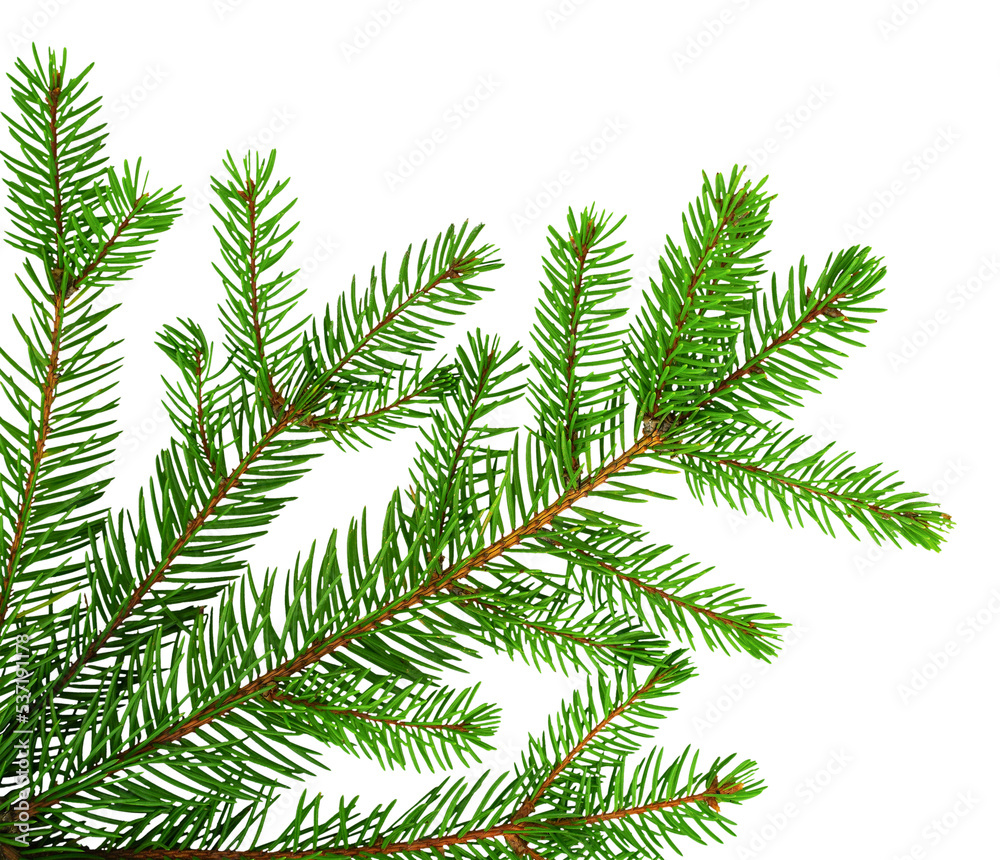 Green spruce isolated on white background for your design. Christmas tree. Branch with needles 