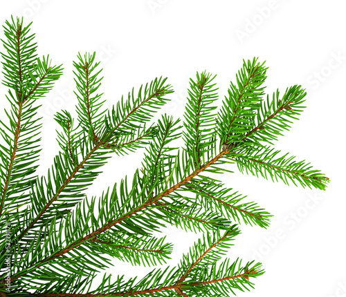 Green spruce isolated on white background for your design. Christmas tree. Branch with needles 