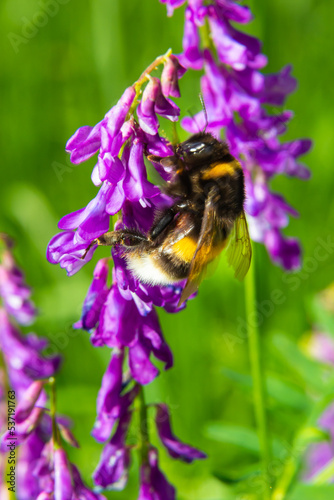 Closeup of a brown hairy worker common carder bumblebee, Bombus pascuorum, sipping nectar from the purple flowers of Birds vetch