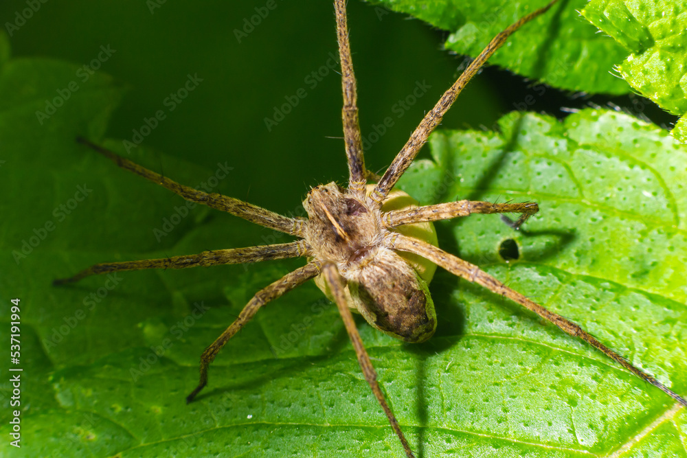 A nursery web spider Pisaura mirabilis seen carrying her egg sac in July A nursery web spider Pisaura mirabilis seen carrying her egg sac in July