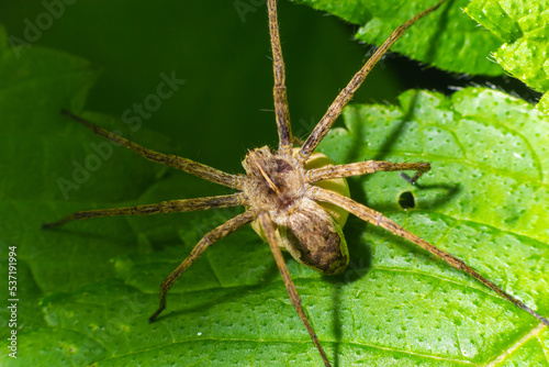 A nursery web spider Pisaura mirabilis seen carrying her egg sac in July