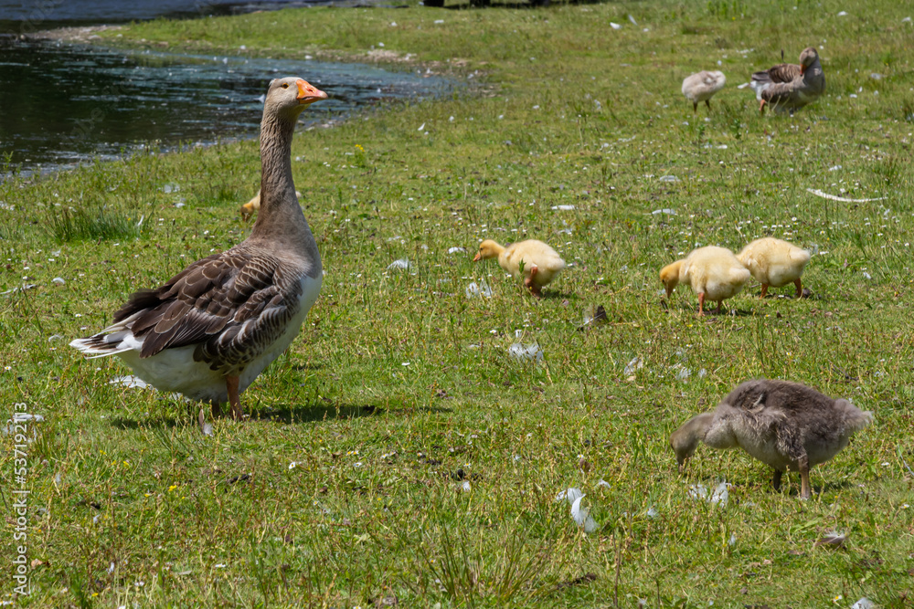 Egyptian goose family in the wild. The female, male and goslings of the Egyptian goose are resting in the grass. Adult goose with goslings. Spring brood. Cute fluffy goslings Egyptian goose family in the wild. The female, male and goslings of the Egyptian goose are resting in the grass. Adult goose with goslings. Spring brood. Cute fluffy goslings