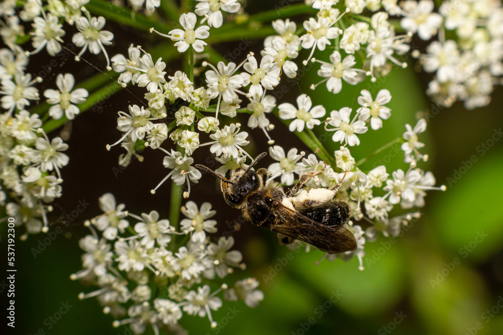 Bee Gathering Pollen from a White Flower on a Summer Day. close up Bee Gathering Pollen from a White Flower on a Summer Day. close up