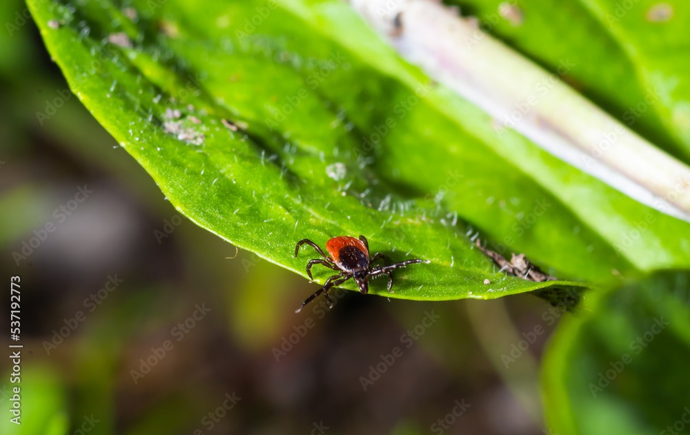 A dangerous parasite and infection carrier mite sitting on a green leaf A dangerous parasite and infection carrier mite sitting on a green leaf