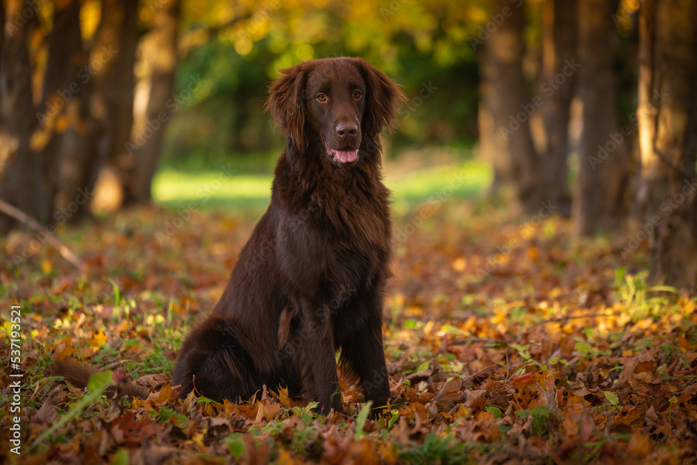 Beautiful brown flat-coated retriever sitting in the autumn park on the leaves