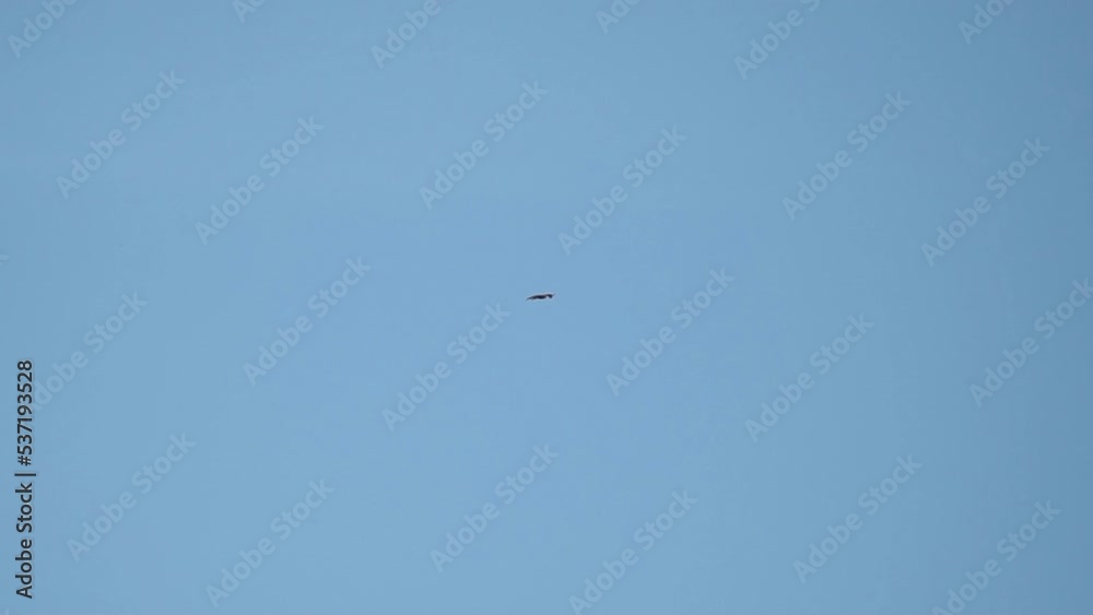 Bird of prey flying against the blue sky. Black kite in the sky Bird of prey flying against the blue sky. Black kite in the sky