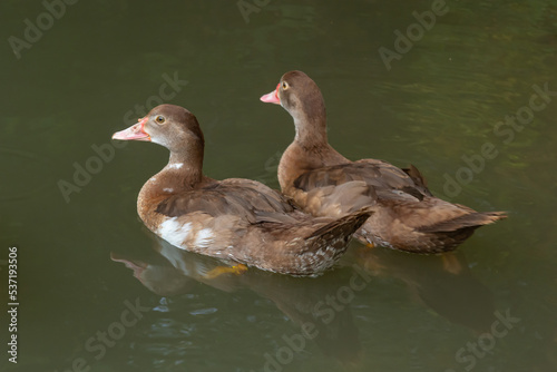 The hardhead duck ,Aythya australisis a chocolate brown diving duck with white rump and large white panels in the wings and male has white eyes while female is slightly paler with dusky eyes photo