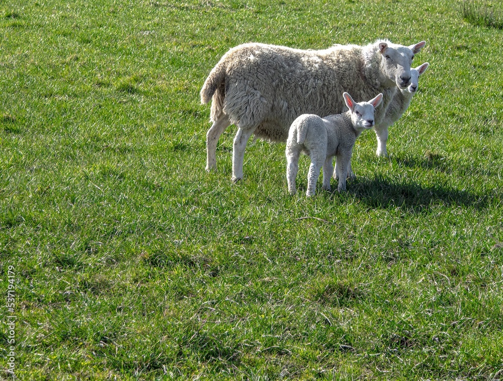 Fototapeta premium Sheep on a grassy field. Ewe and two lambs look forward on green, grassy field. Copy space.