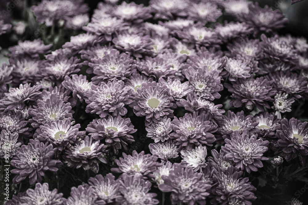 Purple flowers of Italian Asters, Michaelmas Daisy Aster Amellus , known as Italian Starwort, Fall Aster, violet blossom growing in garden, Purple flowers of Italian Asters, Michaelmas Daisy Aster Amellus , known as Italian Starwort, Fall Aster, violet blossom growing in garden,