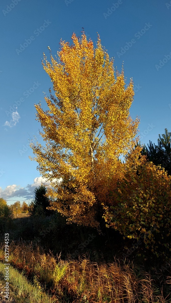 Fototapeta premium autumn in the forest