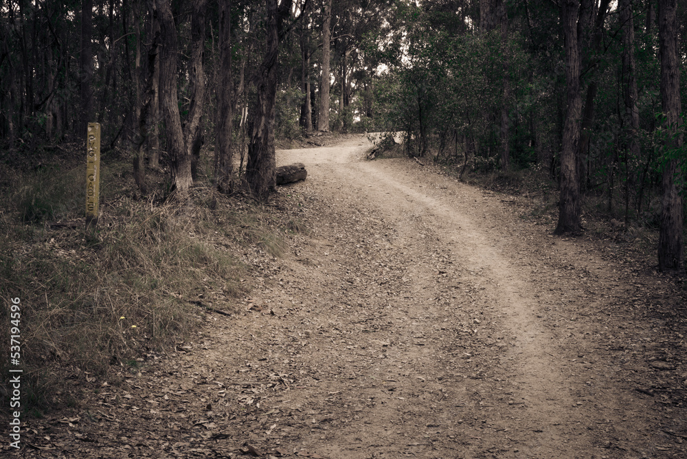 Fototapeta premium A walk in the forest on lonely track road wit curve