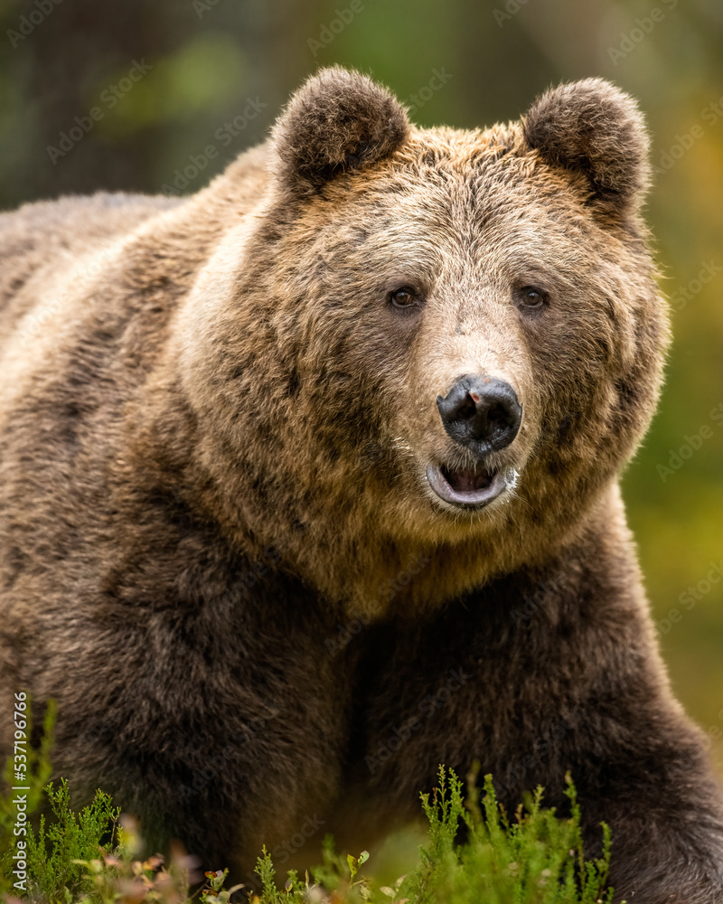 Brown bear closeup in the forest at fall Brown bear closeup in the forest at fall