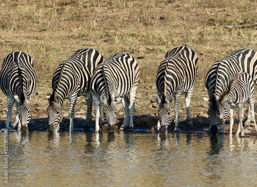 Plains Zebra drinking water  Pilanesberg National Park  South Africa