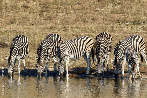 Plains Zebra drinking water  Pilanesberg National Park  South Africa