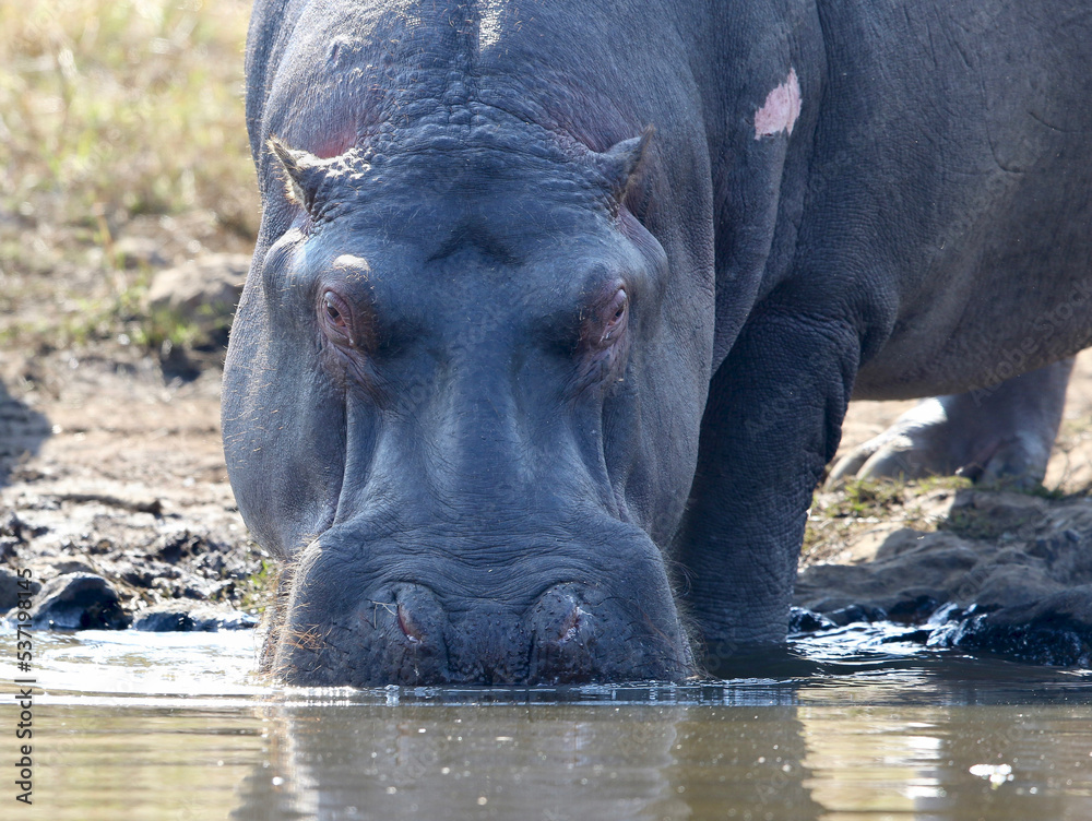 Hippo or Hippopotamus, Pilanesberg National Park, South Africa