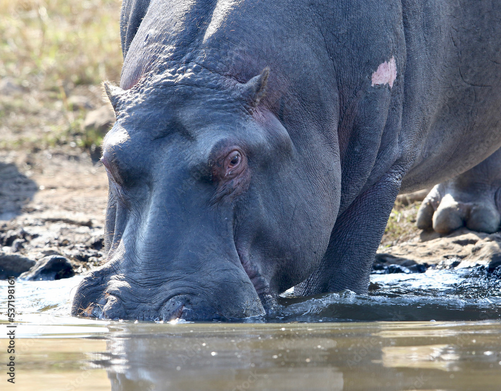Hippo or Hippopotamus, Pilanesberg National Park, South Africa Hippo or Hippopotamus, Pilanesberg National Park, South Africa
