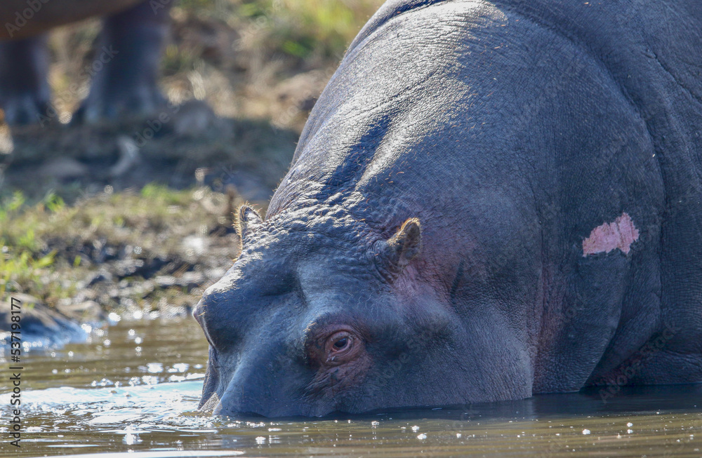Hippo or Hippopotamus, Pilanesberg National Park, South Africa