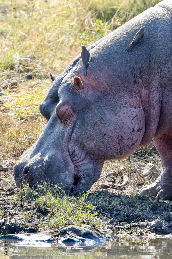 Hippo or Hippopotamus, Pilanesberg National Park, South Africa Hippo or Hippopotamus, Pilanesberg National Park, South Africa