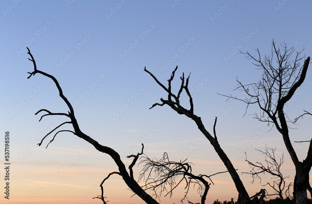 Dry branches seen at sunset