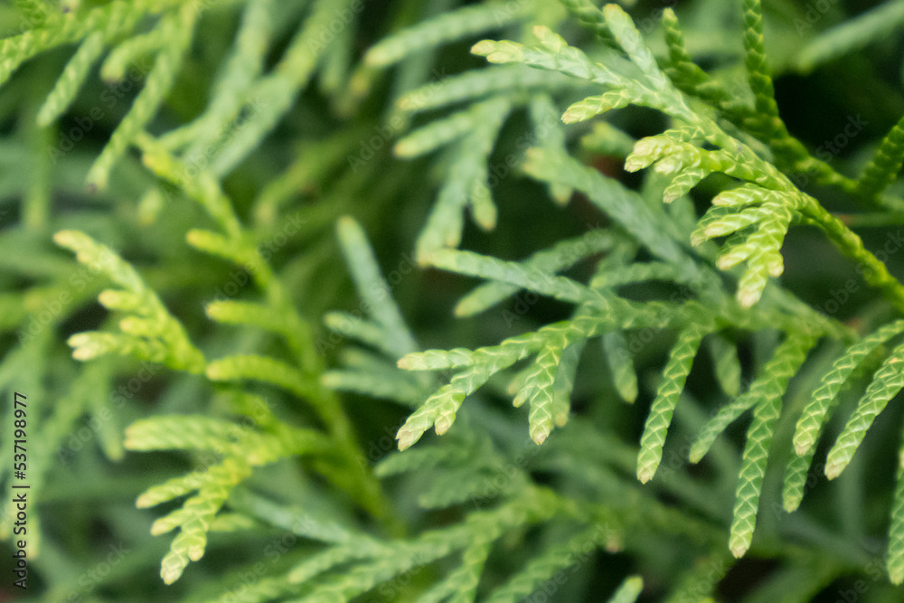 natural background, green thuja texture natural background, green thuja texture
