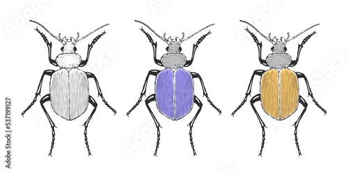Exotic beetles. Hand drawn sketched Beetle. Doodle beetles. Vector illustration