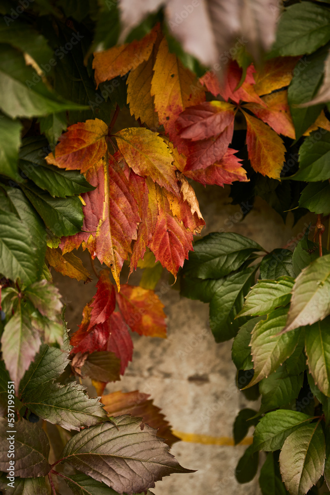 Autumn background. Red and green autumn leaves background Autumn background. Red and green autumn leaves background