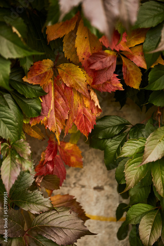 Autumn background. Red and green autumn leaves background
