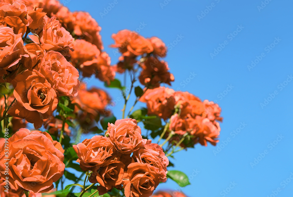 Natural background of rose bush Natural background of rose bush